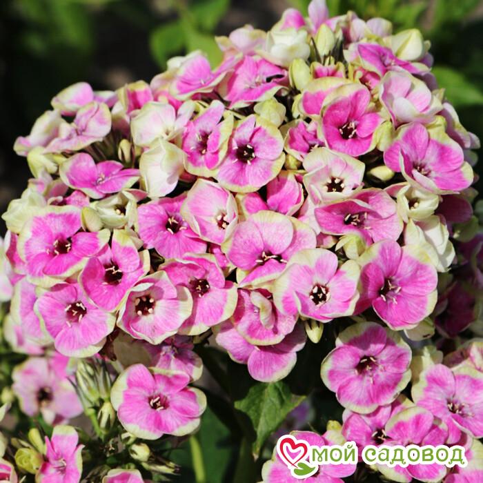 Флокс Орхид Йеллоу