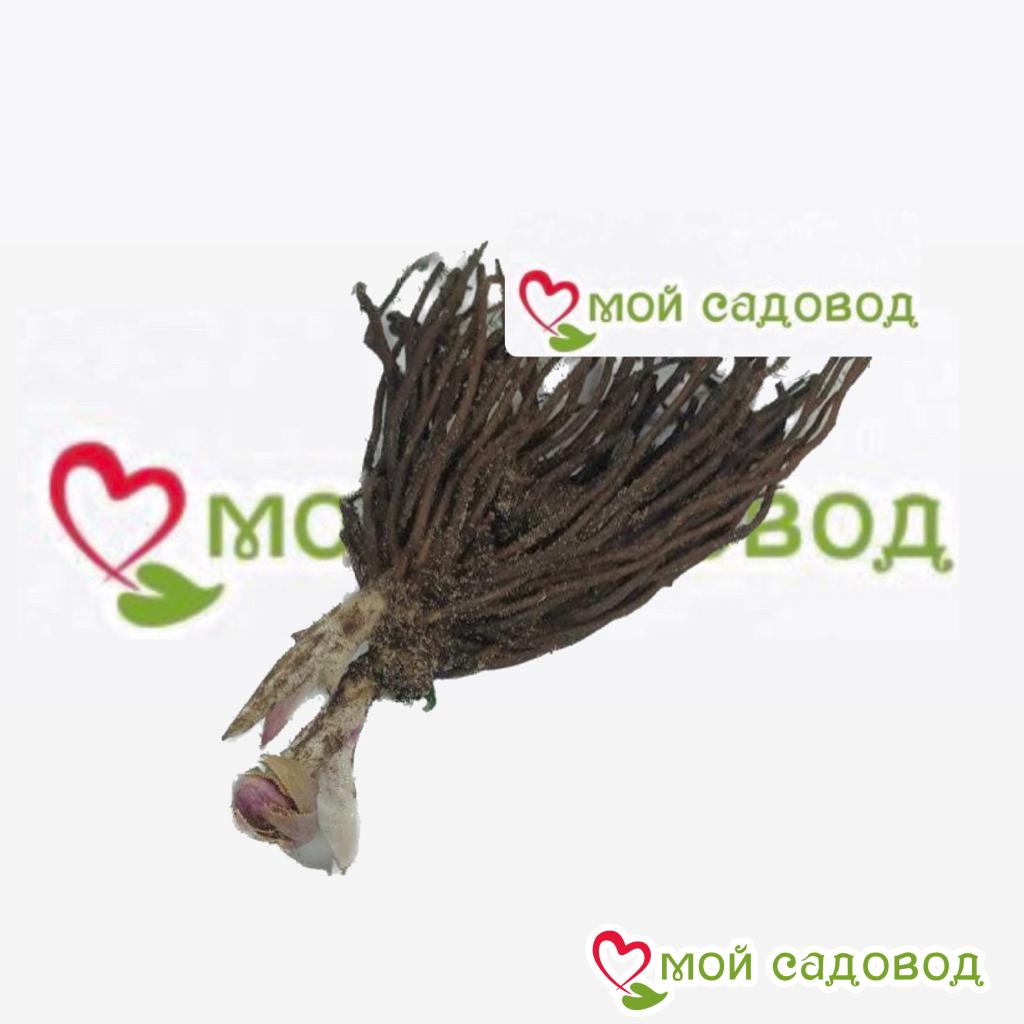 Хоста Мунлайт Глим